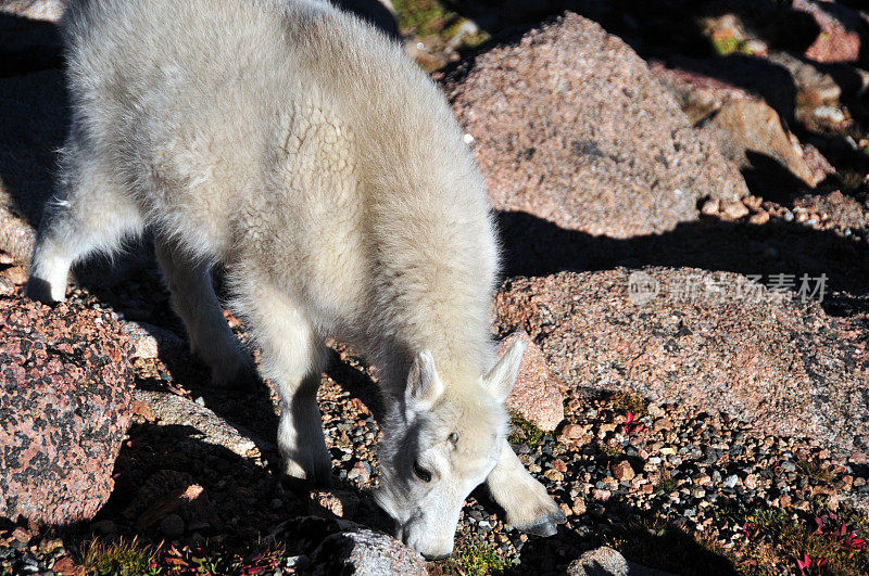 美国科罗拉多州埃文斯山山羊(Oreamnos americanus)